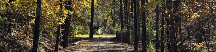 A panoramic photograph of a dirt or gravel road/path cutting straight through a dense forest in autumn. The trees lining the path have yellow and brown foliage.